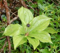 Six-leaved Herb Paris